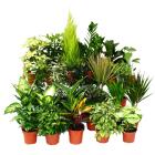 Plantes vertes jusqu&#039;à 15 cm de taille de pot