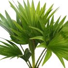 Indoor palms