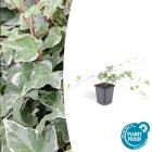 Other ground covers