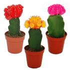 Refined cacti