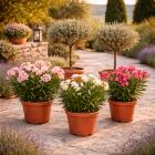Mediterane Kübelpflanzen