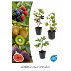 Beeren, Obst und winterharte Früchte