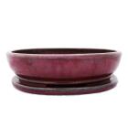 Bonsai bowl size 6