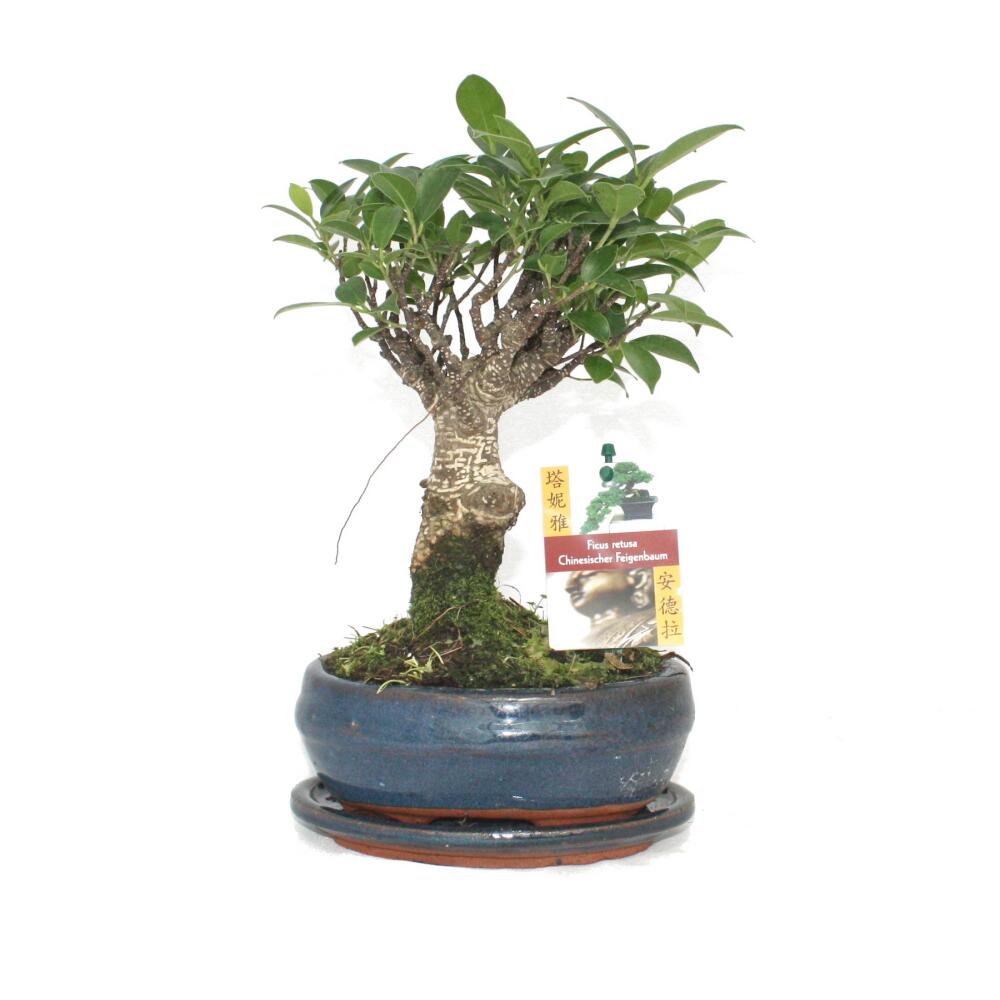 Bonsai chin. Feigenbaum Ficus retusa ca. 6J. Kugelform