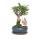 Figuier chinois Bonsa&iuml; - Ficus retusa - ca. 6 ans - forme sph&eacute;rique