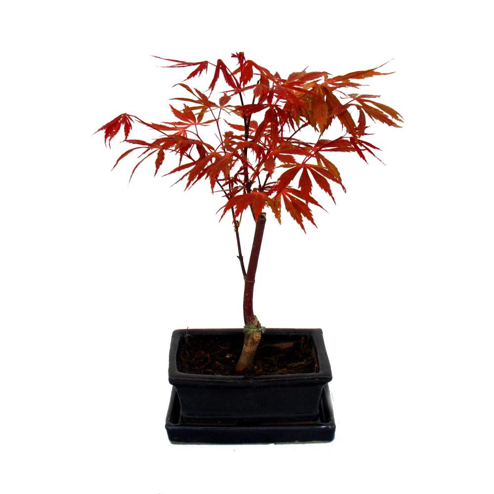 Bonsai Japanischer Fcher-Ahorn, Acer palmatum, 15cm Schale