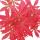 Japanischer F&auml;cher-Ahorn,  Acer palmatum, 15cm Schale