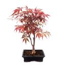 Japanischer F&auml;cher-Ahorn,  Acer palmatum, 20cm Schale