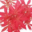 Japanischer F&auml;cher-Ahorn,  Acer palmatum, 20cm Schale