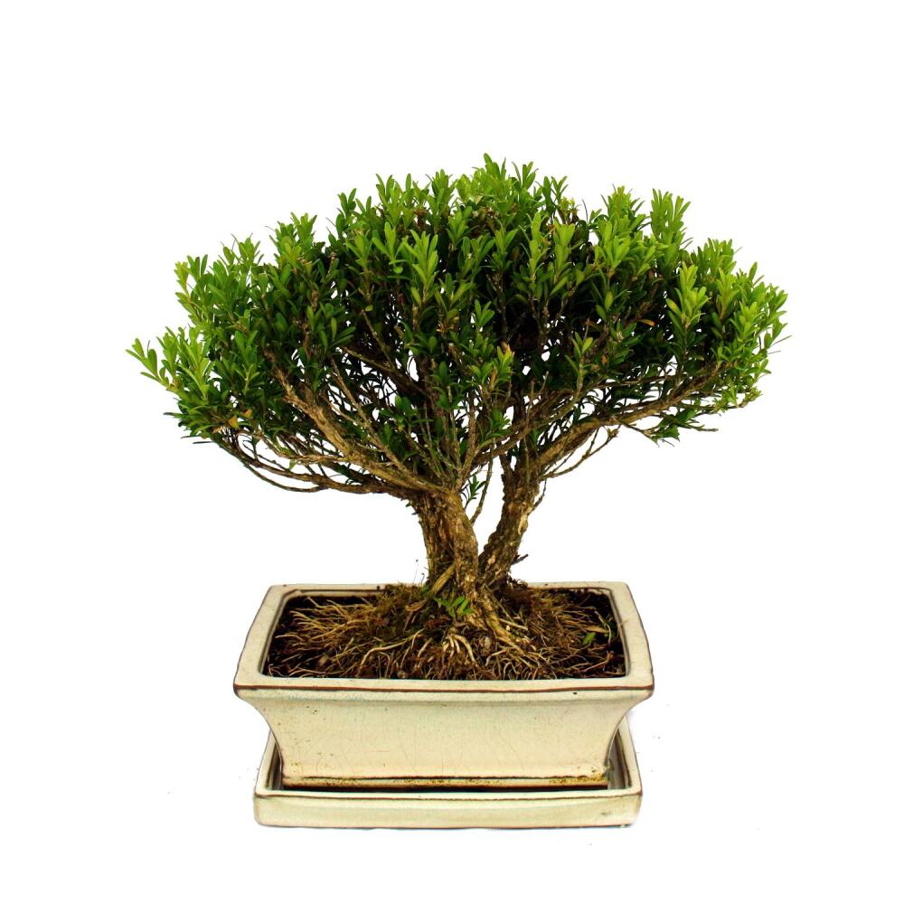 Bonsai Buchsbaum, Buxus herlandii, 20cm Schale