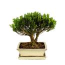 Bonsai Buchsbaum, Buxus herlandii, 20cm Schale, Buxbaum -...