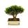 Bonsai Buchsbaum, Buxus herlandii, 20cm Schale, Buxbaum - Outdoor-Bonsai