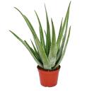 Aloe Vera - ca. 7-8 ans - pot de 21cm, grande et très vieille plante