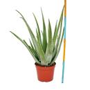 Aloe Vera - ca. 7-8 ans - pot de 21cm, grande et très vieille plante