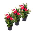 Dipladenia - Chilenischer Jasmin - 3 Pflanze - rosa...