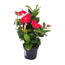 Dipladenia - Chilenischer Jasmin - 3 Pflanze - rosa...