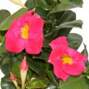 Dipladenia - Chilenischer Jasmin - 3 Pflanze - rosa blühend