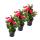 Dipladenia - Chilenischer Jasmin - 3 Pflanze - rosa bl&uuml;hend