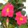 Dipladenia - Chilenischer Jasmin - 3 Pflanze - rosa bl&uuml;hend