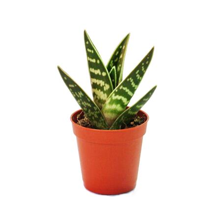 Aloe variegata - Tiger-Aloe - mittelgrosse Pflanze im 8,5cm Topf