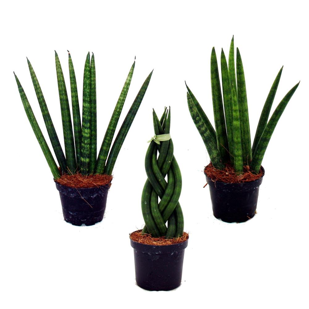 3er Set Sansevieria trifasciata gelbgrüner Bogenhanf 9cm Topf
