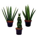 Sansevieria cylindrica - Set  of three different styles- in 6,5cm pot - Mother-in-laws Tongue