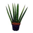 Sansevieria cylindrica - Set  of three different styles- in 6,5cm pot - Mother-in-laws Tongue