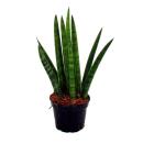 Sansevieria cylindrica - Set  of three different styles- in 6,5cm pot - Mother-in-laws Tongue