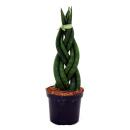 Sansevieria cylindrica - Ensemble élégant de 3 dans un pot de 6,5cm - noeud en chanvre, belle langue maternelle