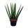 Sansevieria cylindrica - Ensemble élégant de 3 dans un pot de 6,5cm - noeud en chanvre, belle langue maternelle