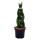 Sansevieria cylindrica - Set  of three different styles- in 6,5cm pot - Mother-in-laws Tongue