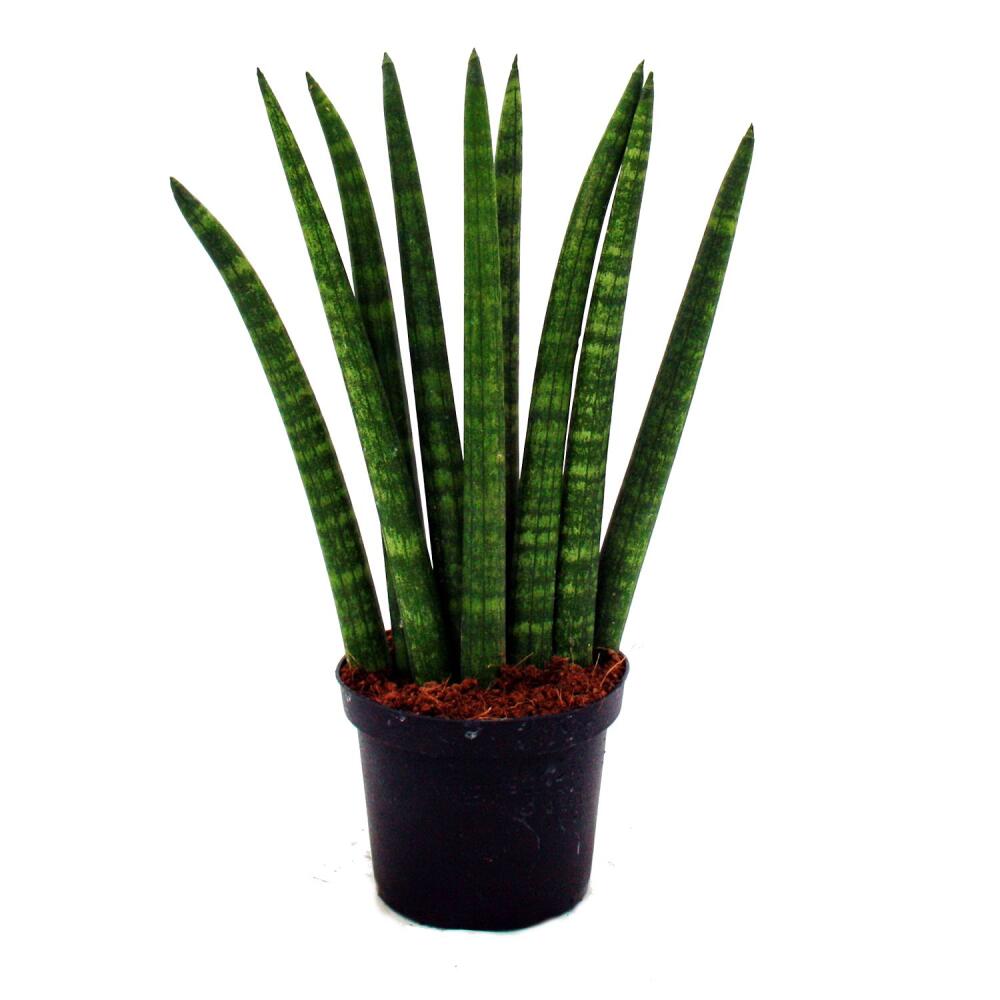 Die Zylinderpflanze Erobert Eure Herzen Und Eure Wohnung Sansevieria Cylindrica Der Coole Zimmergenossefeed