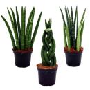 Sansevieria cylindrica - Set  of three different styles -...