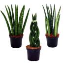 Sansevieria cylindrica - Pfiffiges 3er Set im 9cm Topf - Bogenhanf, Schwiegermutterzunge