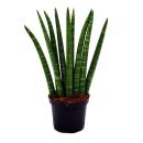 Sansevieria cylindrica - Set  of three different styles -...