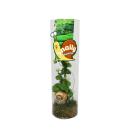 Snaily - Die Schneckenhauspflanze - Dischidia pectenoides...