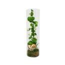 Snaily - The Snail Shell Plant - Ant Plant - Dischidia pectenoides - in Acrylic Glas Cylinder