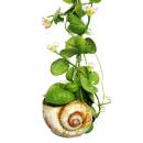 Snaily - The Snail Shell Plant - Ant Plant - Dischidia pectenoides - in Acrylic Glas Cylinder