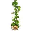 Snaily - Die Schneckenhauspflanze - Dischidia pectenoides - im Acrylglas-Zylinder