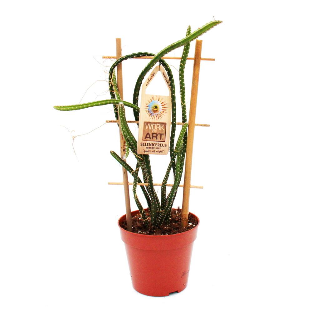 Knigin der Nacht - Selenicereus grandiflorus - 12cm Topf