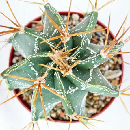 Astrophytum ornatum - Bischofsmtze - im 8,5cm Topf