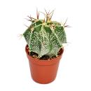 Astrophytum ornatum - chapeau d&eacute;v&ecirc;que - dans un pot de 8,5 cm