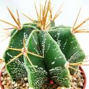 Astrophytum ornatum - chapeau dévêque - dans...