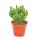 Cereus floridianus - Gr&uuml;nfinger - im 8,5cm Topf