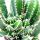 Cereus floridianus - Green fingers - in 8,5 cm pot