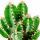 Cereus floridianus - Gr&uuml;nfinger - im 8,5cm Topf