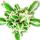Cereus floridianus - Green fingers - in 8,5 cm pot