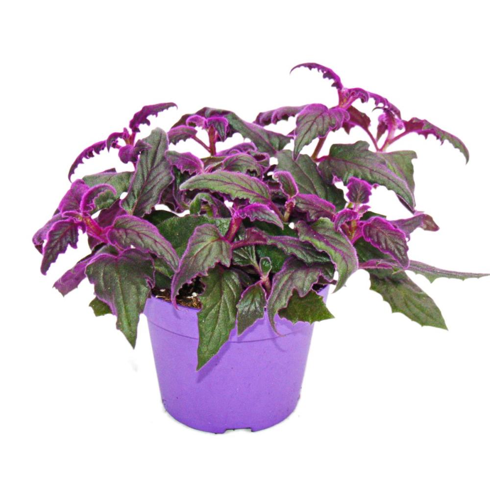 gynura purple passion - samtblatt - samtnessel - lilafarbene pflanze
