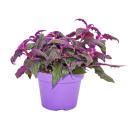 Gynura Purple Passion - Velvet-Leaf - Purple Plant - 12cm pot