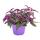 Gynura Purple Passion - feuille de velours - ortie velours - plante violette 12cm